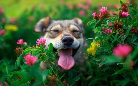 Primavera en todo su esplendor este viernes en La Plata: el tiempo para el finde