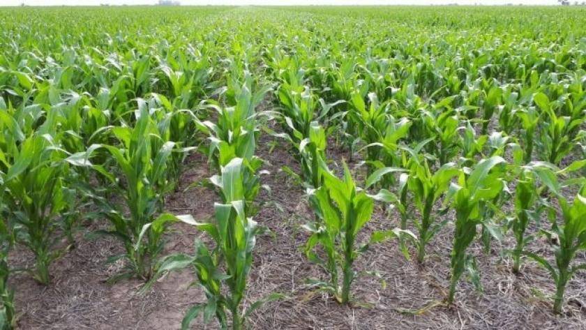 La zona núcleo necesita más lluvia y la llegada de La Niña no ayuda