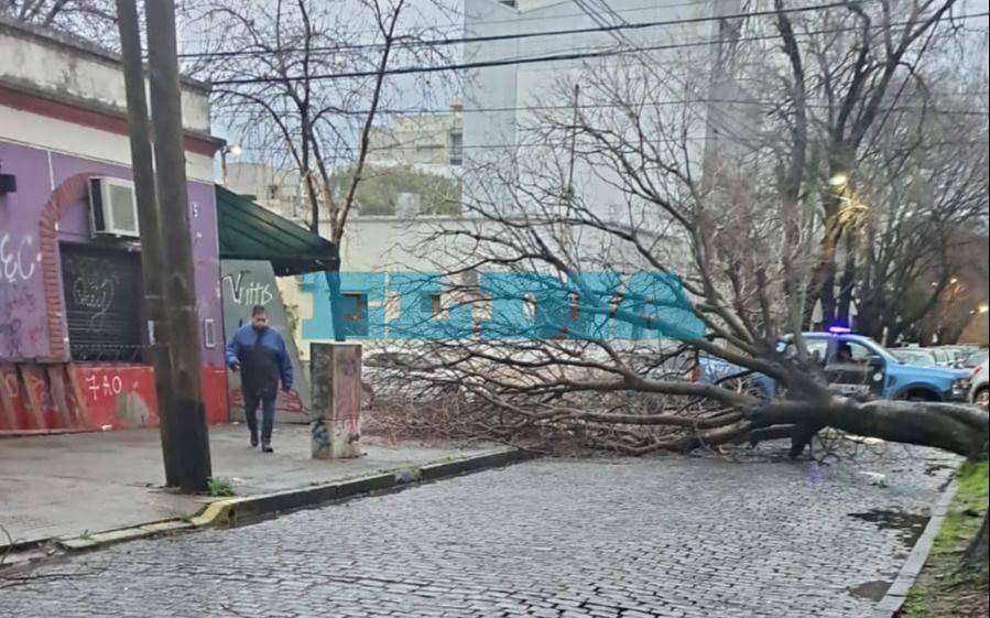 La Tormenta de Santa Rosa deja árboles caídos y calles anegadas en La Plata