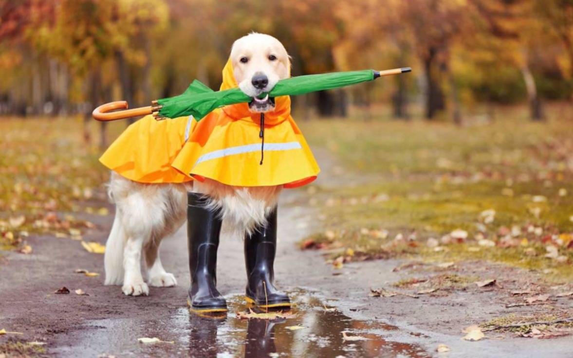 Lluvia en La Plata: qué dice el pronóstico para este martes y cuándo vuelve el frío