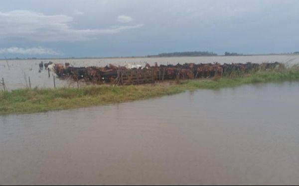 Desastre agropecuario por los campos inundados en Provincia de Buenos Aires: declaran la emergencia tras las lluvias