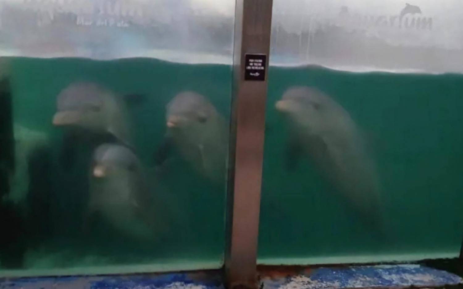 Mar del Plata: Fiscalía bonaerense desestimó denuncia por abandono de animales en ex Aquarium