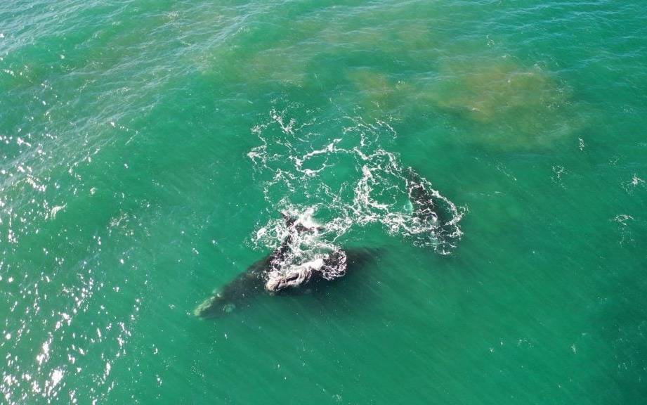Mar del Plata: un canal de WhatsApp para alertar sobre ballenas en la costa