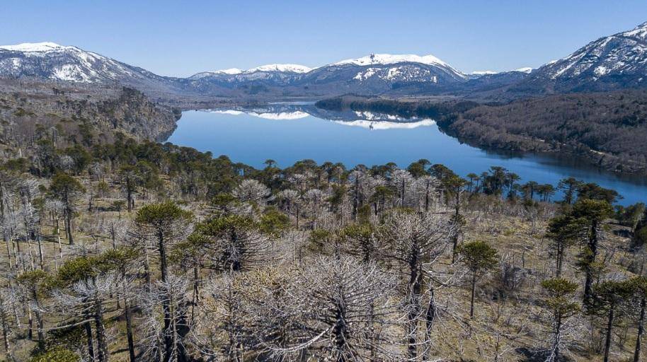 Bosque patagónico en riesgo: alertan por la muerte masiva de árboles