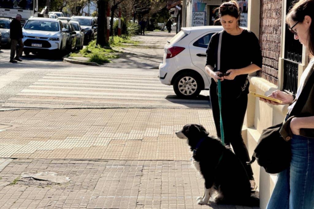 Alerta alergias: ni las mascotas están a salvo
