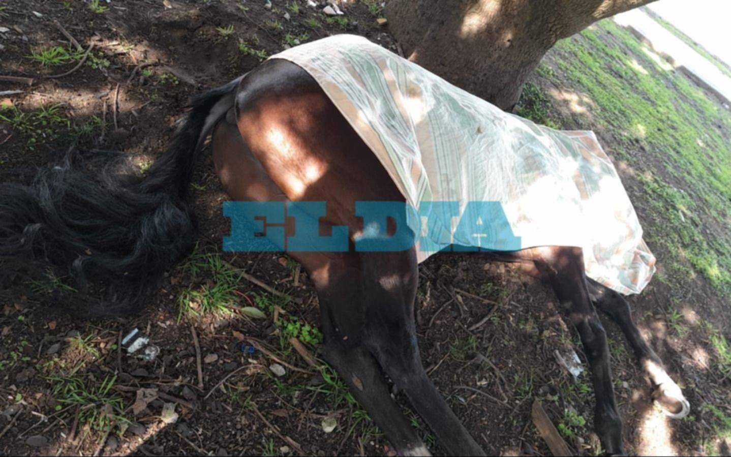 Tensión en La Plata: un caballo se descontroló, murió al chocar contra un árbol e hizo volar al jinete unos 20 metros