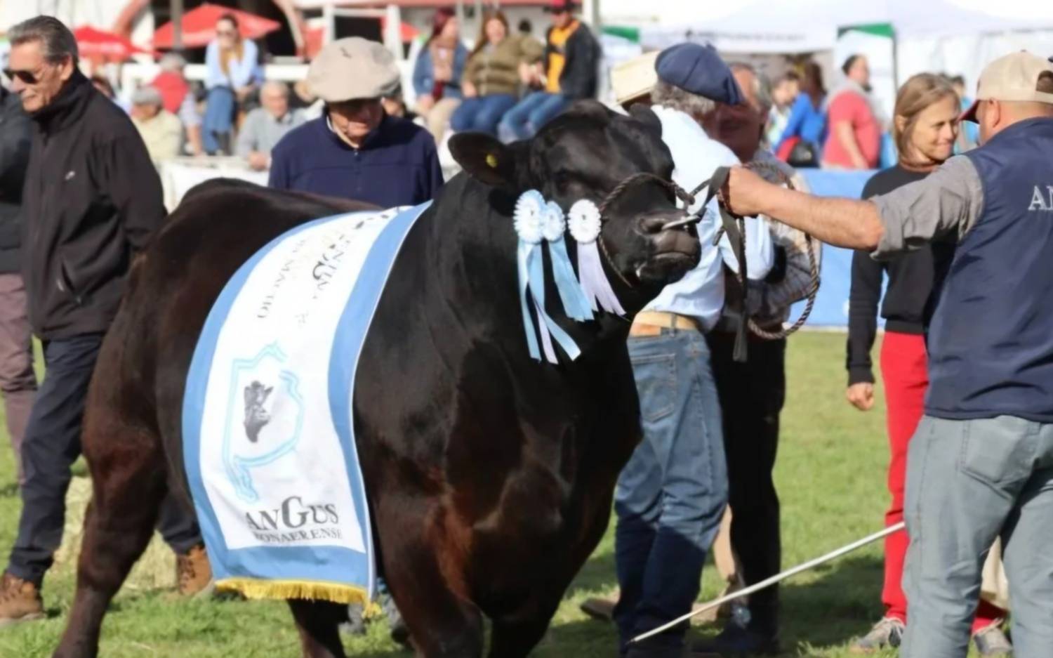 Bolívar será sede de la Tercera Expo Angus Federal los días 19 y 20 de septiembre