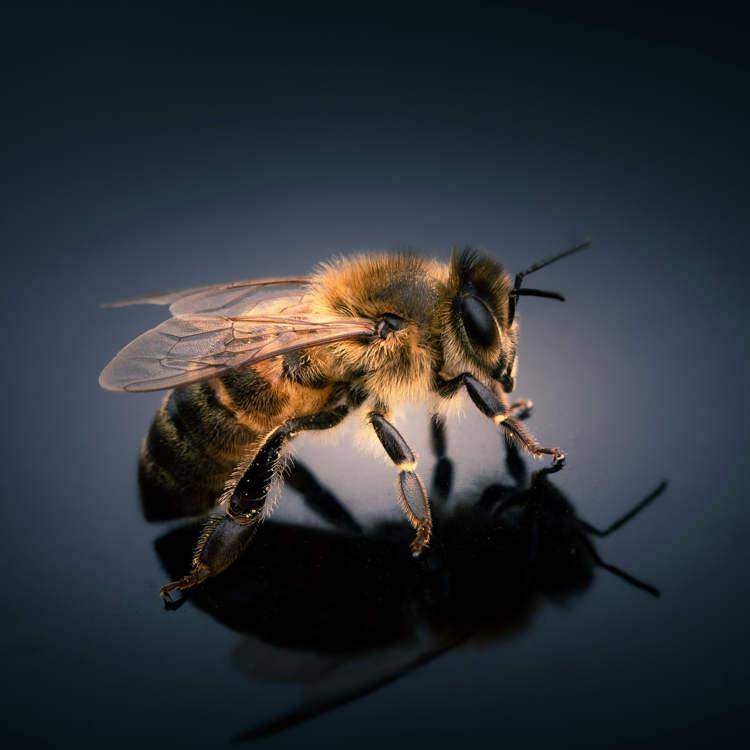 Crean la primera abeja robot del mundo