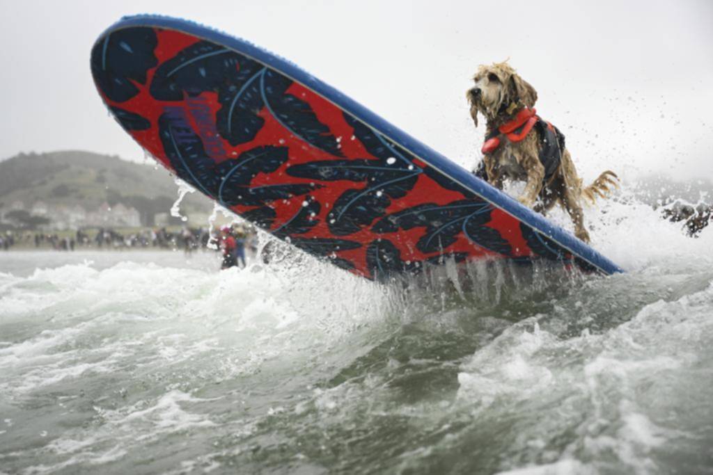 Perros compiten en un campeonato mundial