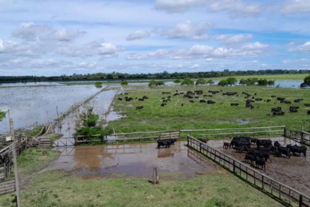El campo bonaerense: pérdidas irreversibles y millones de hectáreas afectadas por el agua