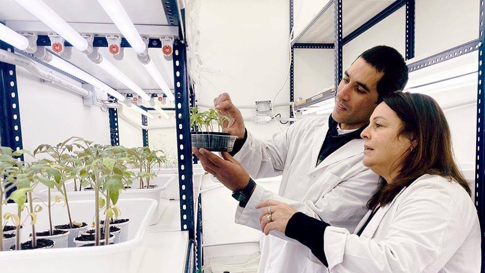 Cerveza saludable: buscan desarrollar una versión con beneficios para la salud