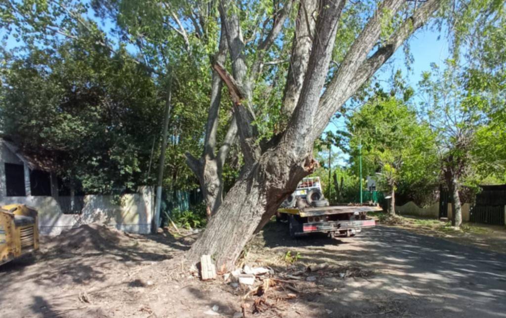 Advierte que hay un árbol a punto de caer en 26 entre 495 y 496
