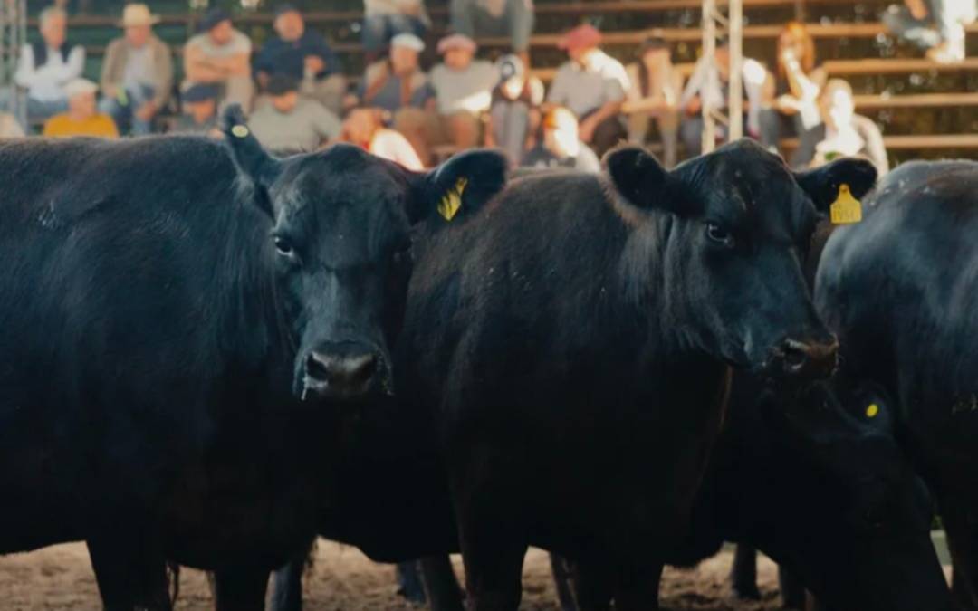En septiembre sube el precio del ternero y alcanza el nivel más alto en 15 años