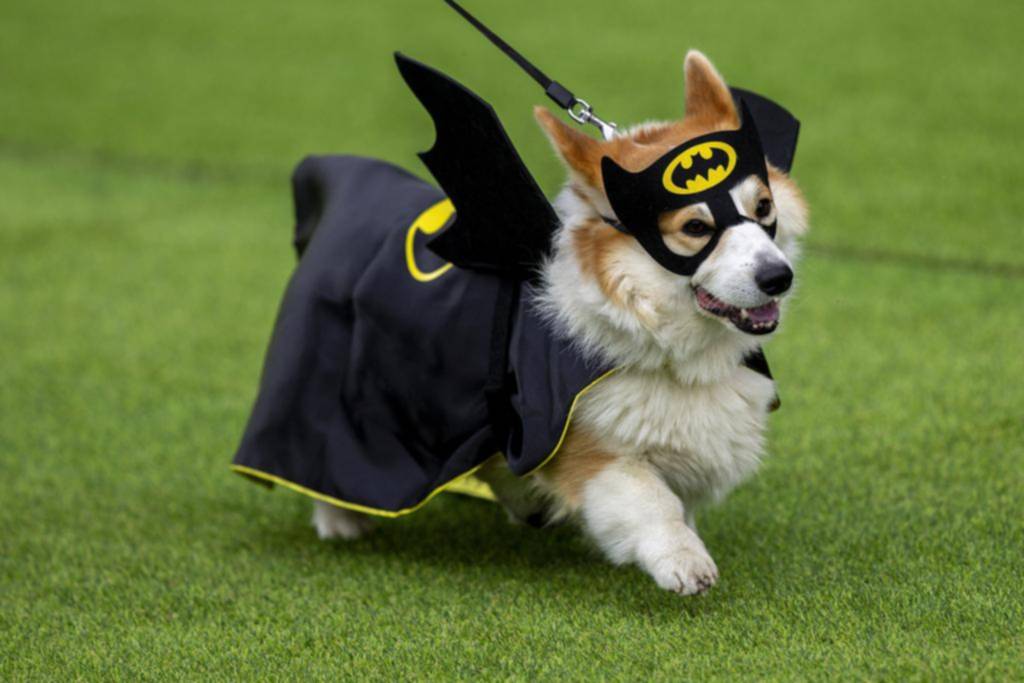 Más de 100 equipos en una carrera de corgis en Lituania