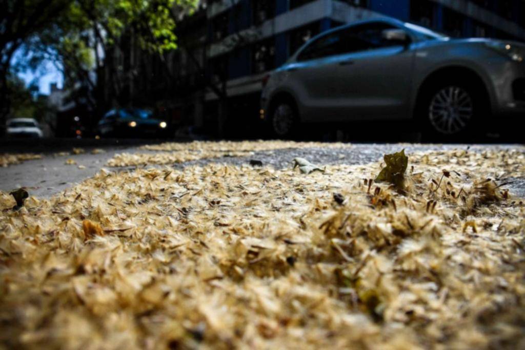 Plátanos en flor: arranca una pesadilla para las personas alérgicas en la Ciudad