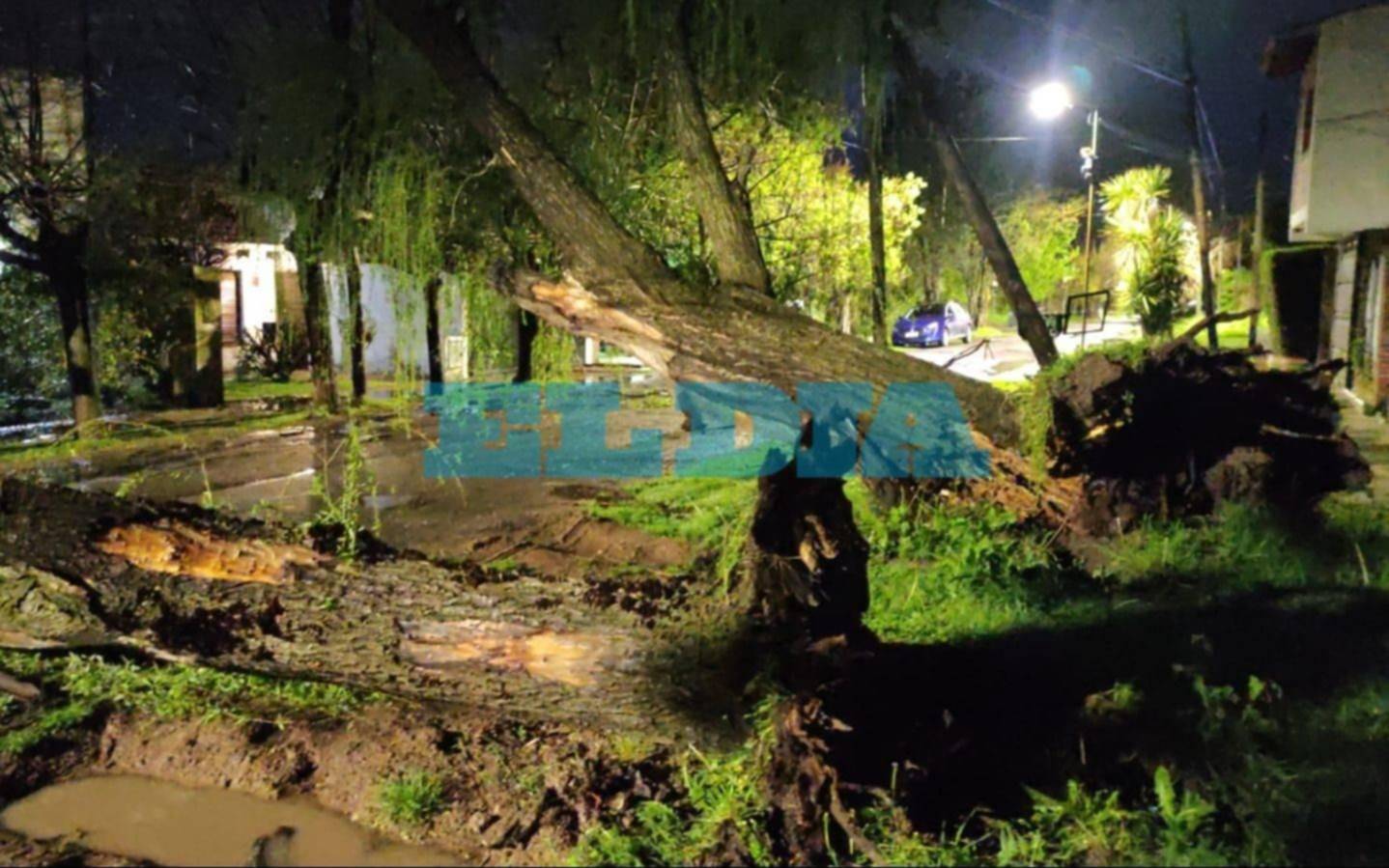 Árboles caídos y vecinos sin luz: lo que dejó la tormenta en La Plata