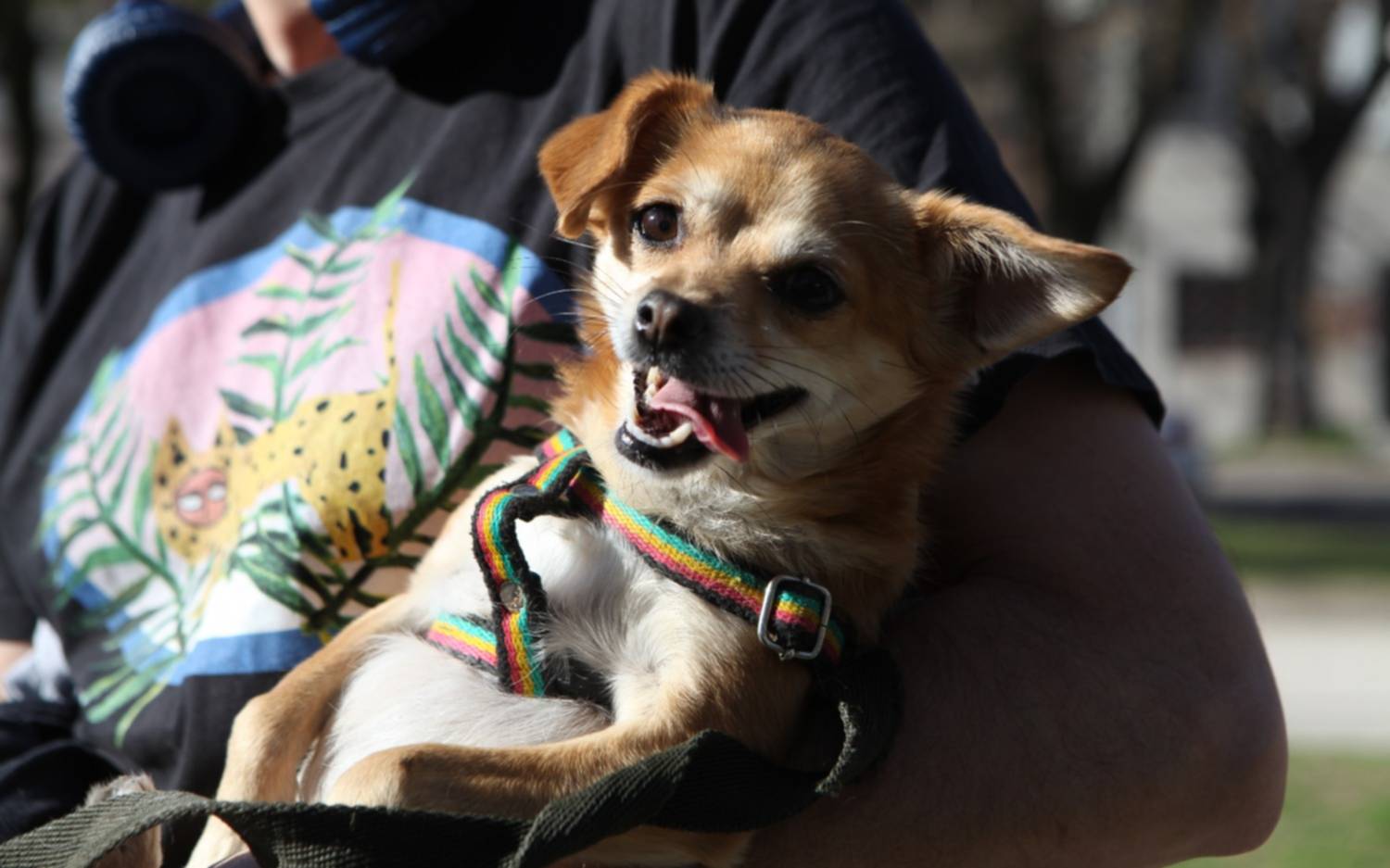 Llegan nuevas jornadas gratuitas de vacunación y castración para perros y gatos