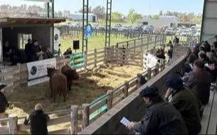 Bahía Blanca fue sede de la Prueba Pastoril Bonaerense con eje en carne premium