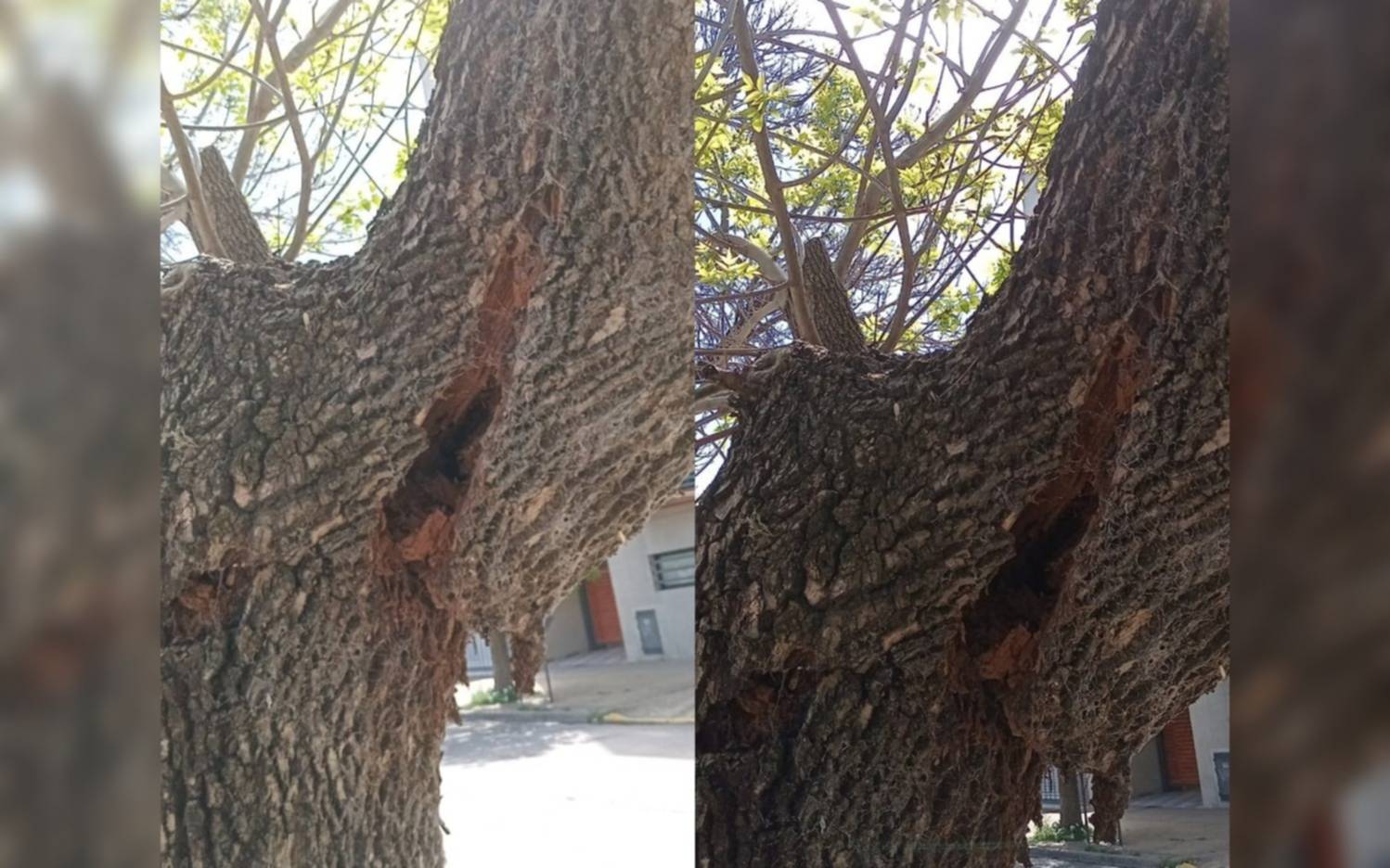 Árbol a punto de caerse a metros del Hospital San Juan de Dios