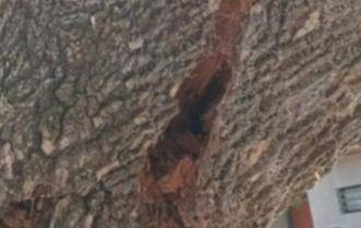 En 26 entre 67 y 68, un árbol a punto de quebrarse
