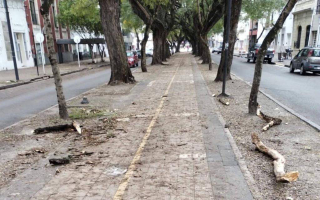 Más riesgo en los árboles: en diagonal 73 caen ramas