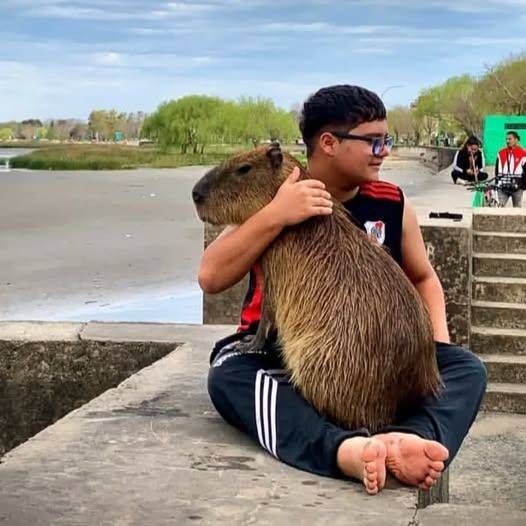 Viral | "Poroto", el carpincho al que todos aprecian en Punta Lara