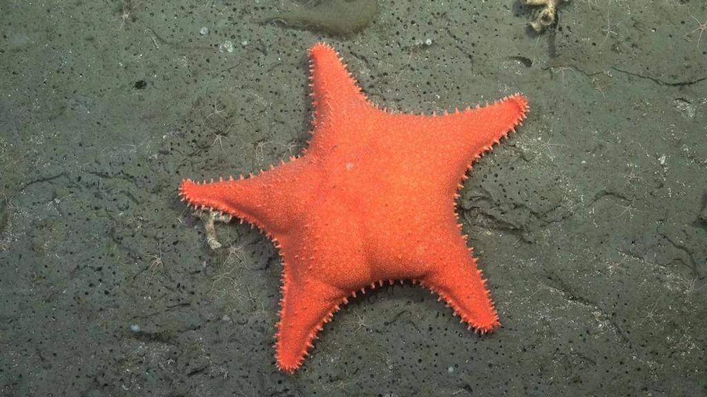 Una nueva exploración de cañones submarinos