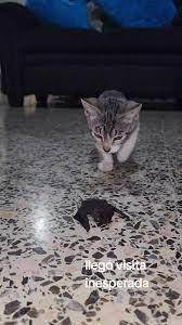 Crecen los casos de rabia con gatos y murciélagos en territorio bonaerense