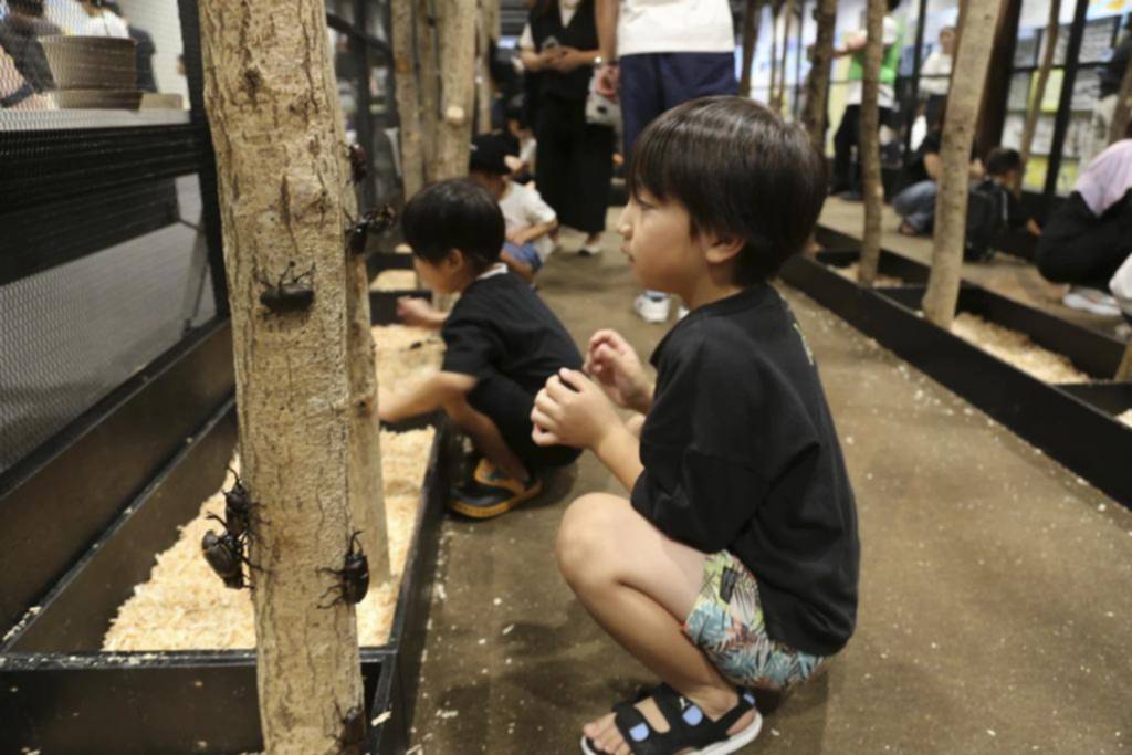 los insectos: una mascota popular en Japón