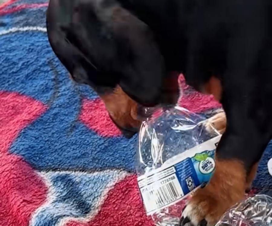 El salchicha que es récord destapando botellas plásticas