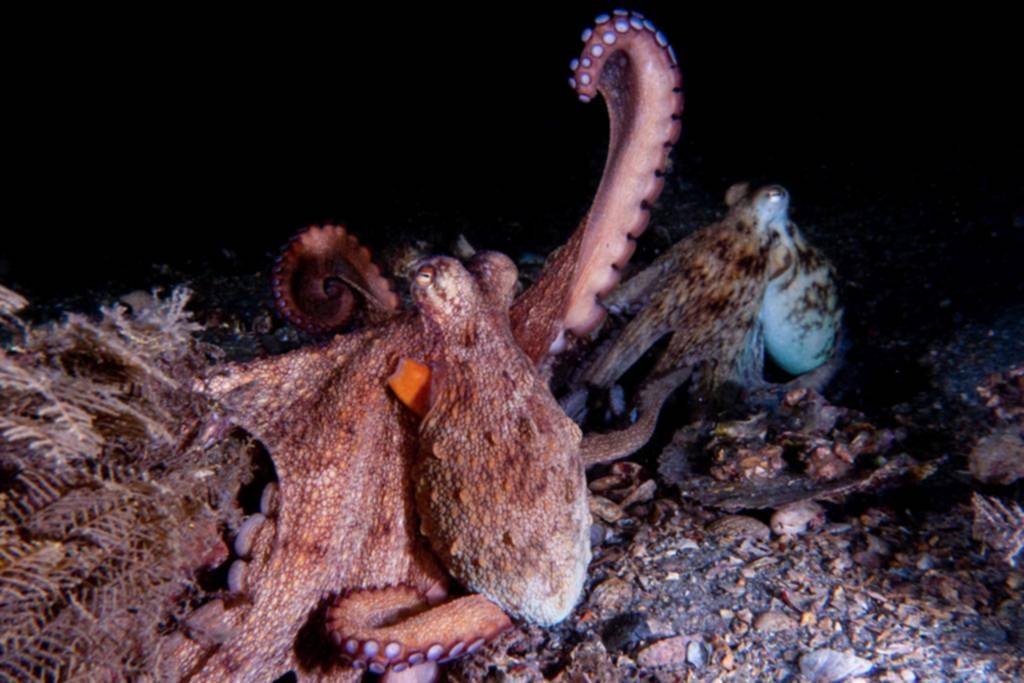 Cada tentáculo del pulpo cumple misiones específicas