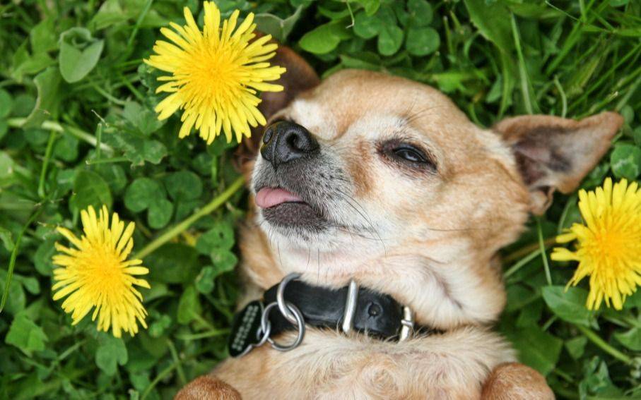 Ahora sí: ¡llegó la primavera!