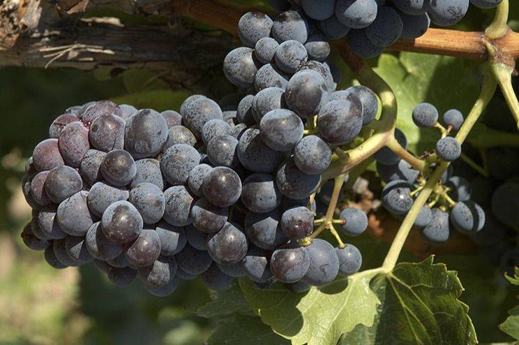 Se va septiembre, sinónimo de Garnacha