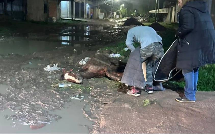 Doble rescate en Quilmes: Proteccionistas salvan a caballo y un carpincho en Solano