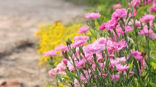Las flores que se multiplican solas y llenan de color el jardín