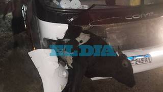 Susto en la ruta para hinchas de Estudiantes: chocaron una vaca cuando volvían a La Plata