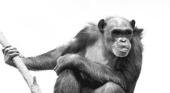 Congo: no hay mono gigante sino un chimpancé "robusto"
