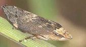 Un insecto que salta 100 veces su tamaño