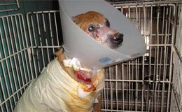 Ezeiza: conmoción por 
perro callejero prendido fuego
