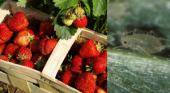 Las frutillas platenses, bajo la amenaza de los pulgones