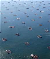 Los mejillones, detectives para medir la contaminación del mar