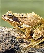 Ranas en peligro por un herbicida