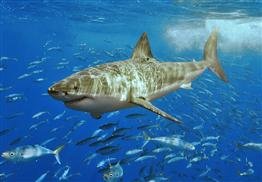 Curioso hallazgo platense de un tiburón blanco que vivió hace millones de años