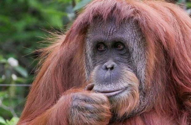 La orangután Sandra ya puede dejar el Zoo y mudarse a un santuario en Brasil