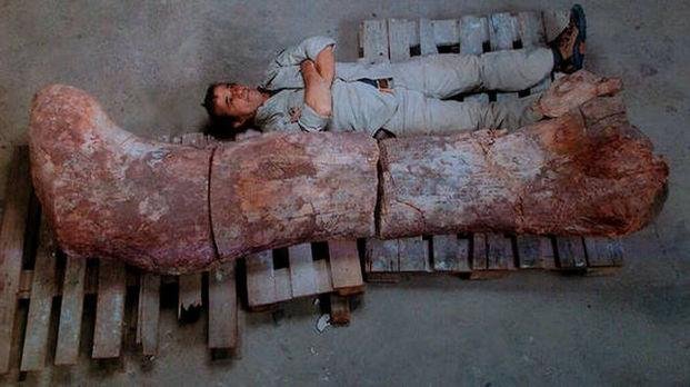 El Titanosaurio gigante de Chubut será exhibido en el Museo de Historia de Nueva York