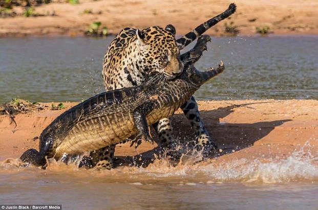 Captan el momento exacto en el que un jaguar atrapa a un caimán en el agua