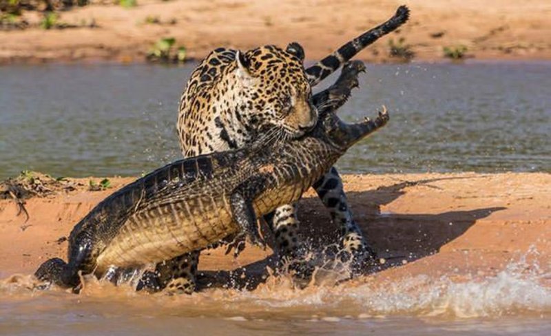 Captan el momento exacto en el que un jaguar atrapa a un caimán en el agua  - Información General