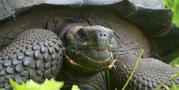 Identifican nueva especie de tortuga 
gigante en Galápagos
