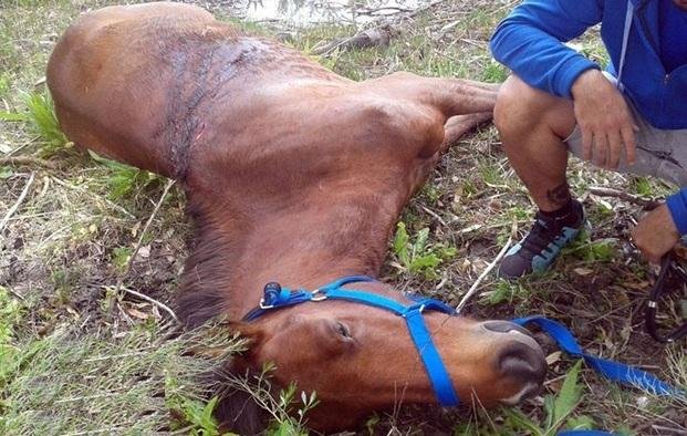 ¿Dónde se pueden denunciar los maltratos contra caballos?