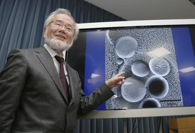 El Nobel de Medicina, por una clave sobre las células